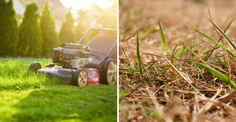 Things You Should Never Do To Texas Lawns During A Heatwave No Matter What You Read Online