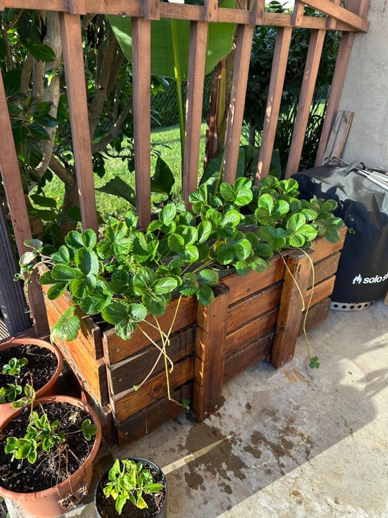 Thinning And Spacing Strawberry Runners For Better Growth