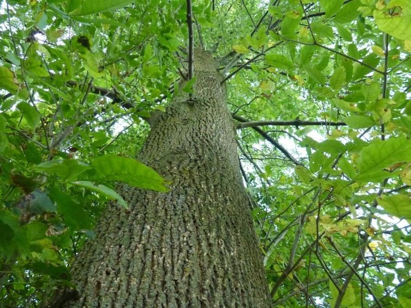 Thinning Canopies Can Signal A Growing Infestation Thinning Canopies Can Signal A Growing Infestation
