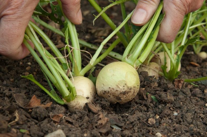 Thinning Creates Room For Roots To Expand