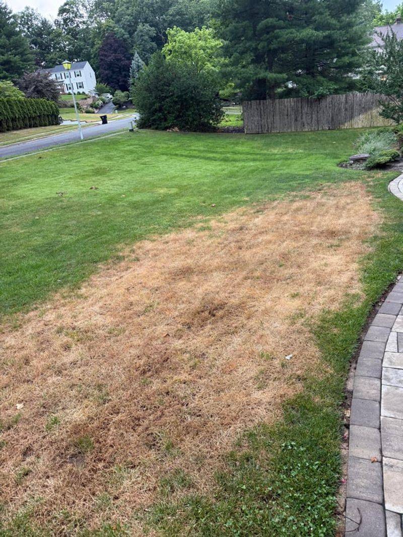 Thirsty Lawns Struggle First Thirsty Lawns Struggle First