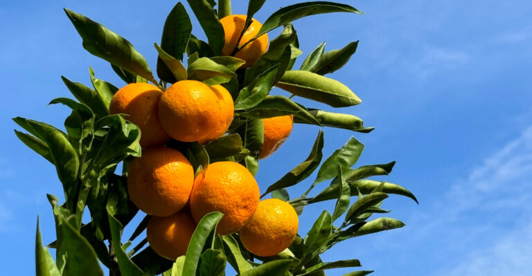 citrus tree (featured image)
