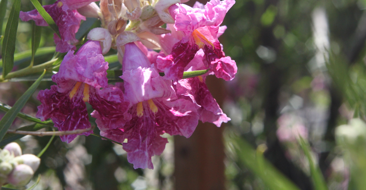desert willow (featured image)