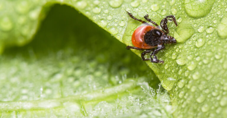 This Backyard Bird Helps Illinois Homeowners Control Ticks