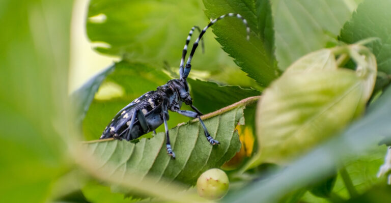 This Beetle Could Invade Tennessee, And Here’s Why You Should Never Touch It