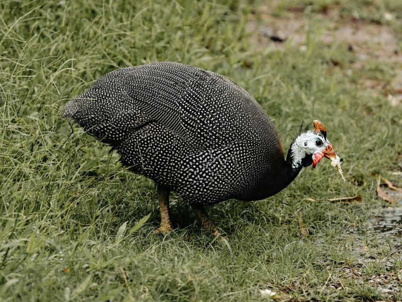 This Bird Isn't A Complete Tick Solution On Its Own