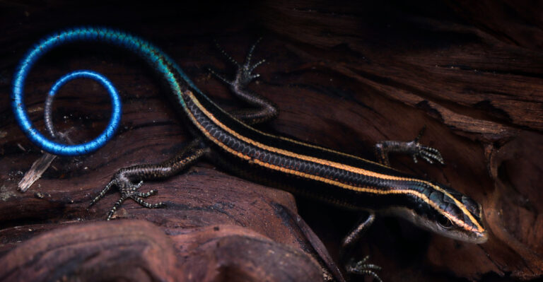This Blue-Tailed Lizard Is Showing Up In Arkansas Gardens All Summer