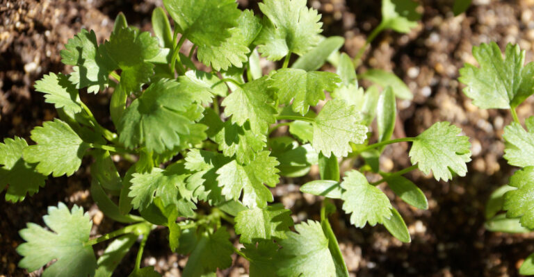 This Cilantro Harvest Technique Can Make A Big Difference In How Long It Lasts In New Mexico
