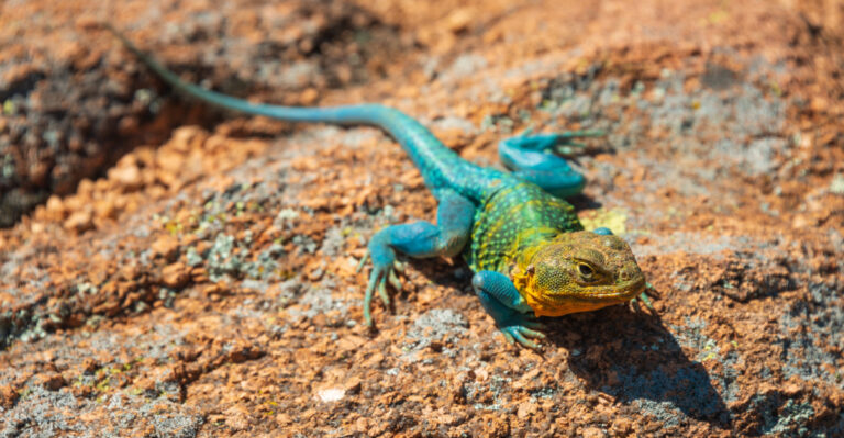 collared lizard (featured image)
