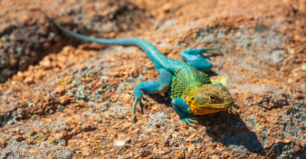 collared lizard (featured image)