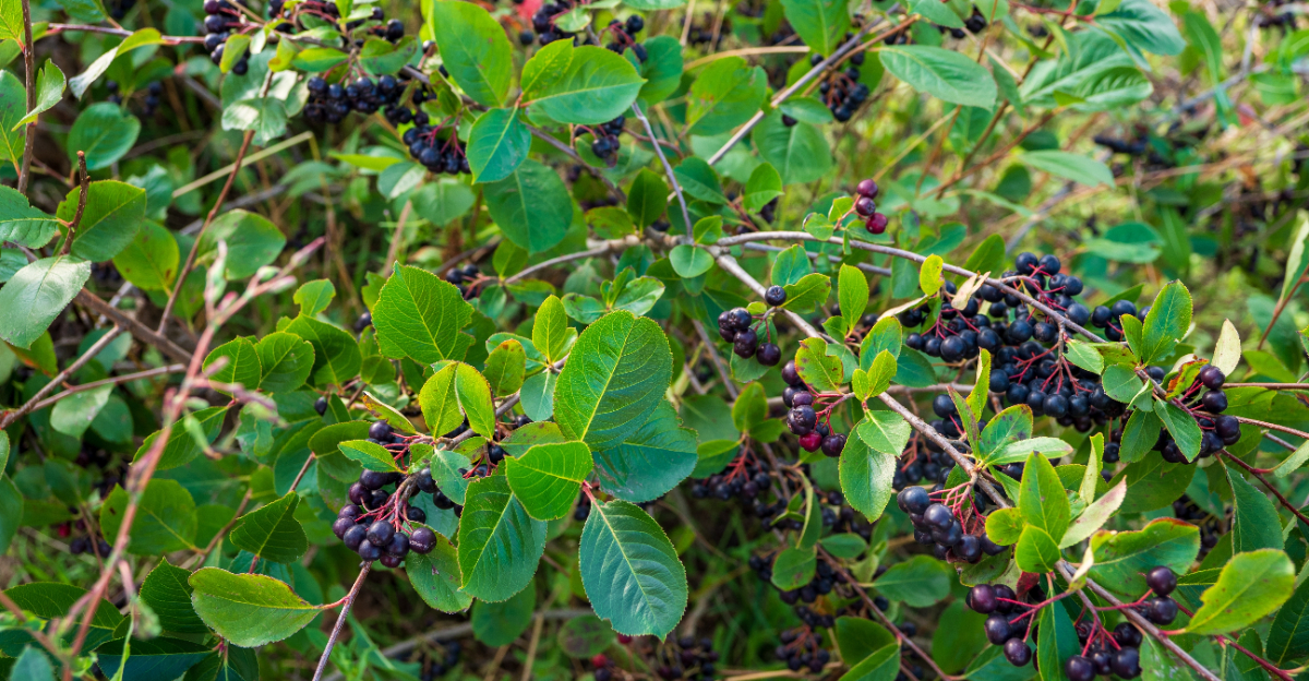 aronia