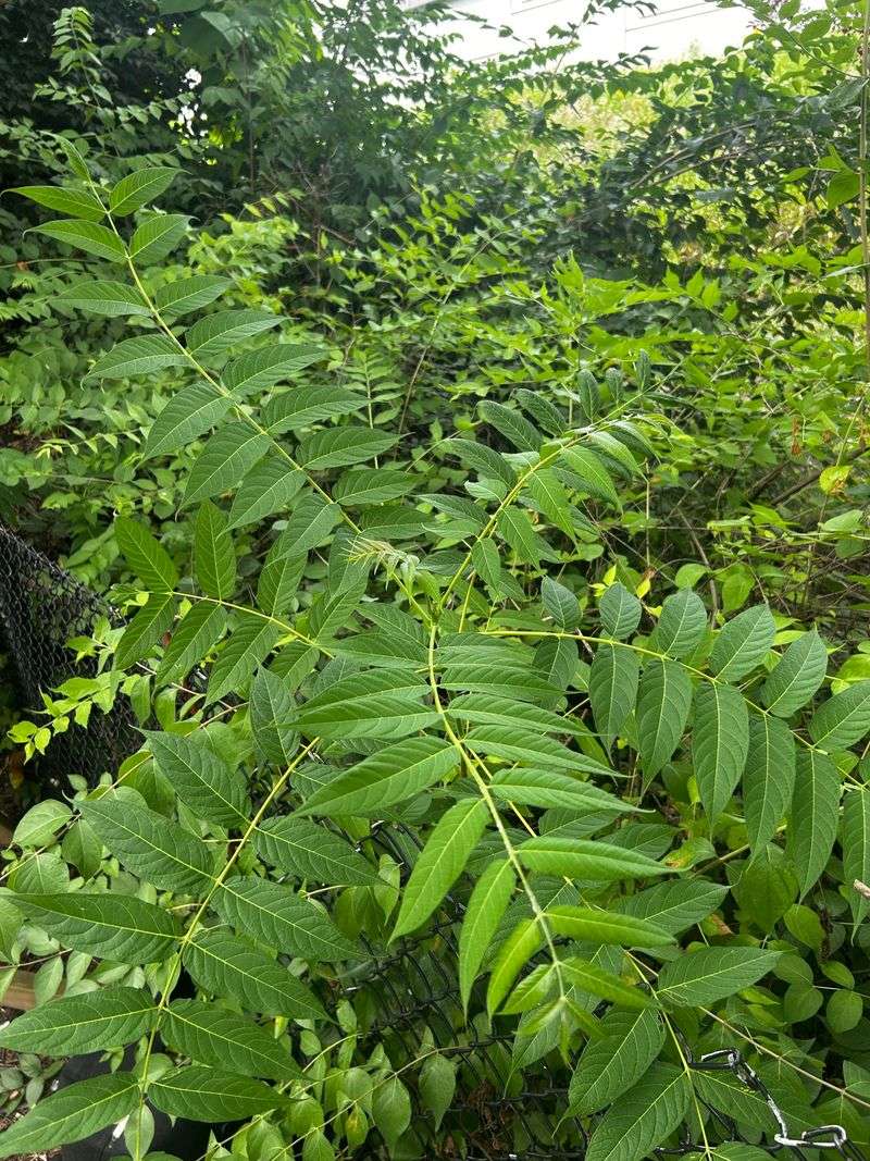 This Common Backyard Plant Smells Worse Than It Looks This Common Backyard Plant Smells Worse Than It Looks