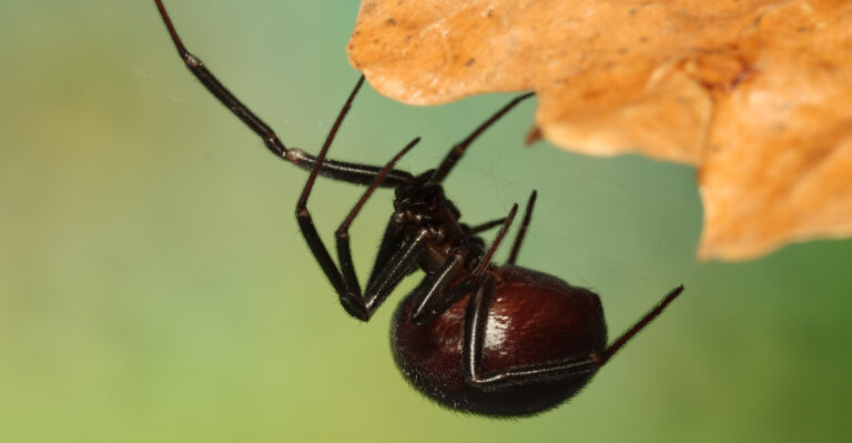 This Common California Spider Looks Like A Black Widow Until You Know What To Check