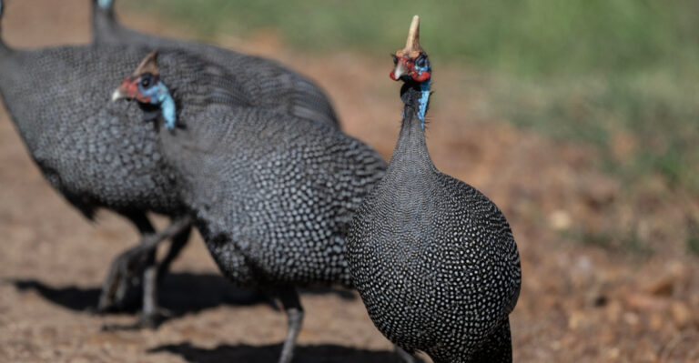 This Common Farm Bird Is a Natural Tick Deterrent In Indiana