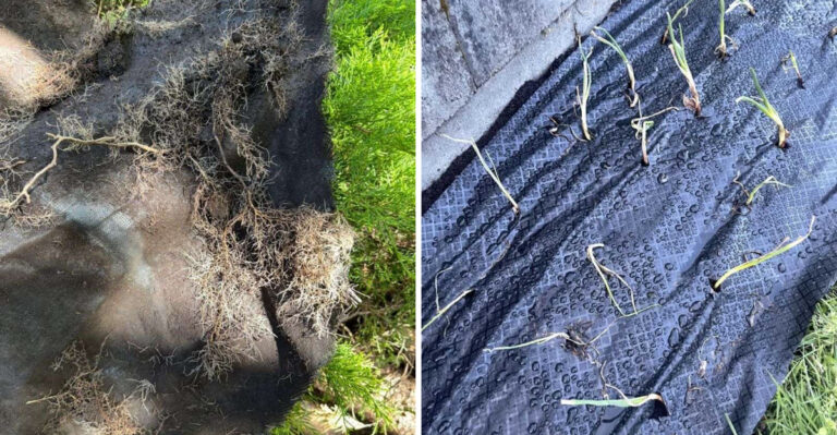 This Common Florida Garden Product Can Create Bigger Yard Problems