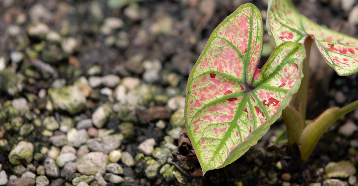 caladium (featured image)