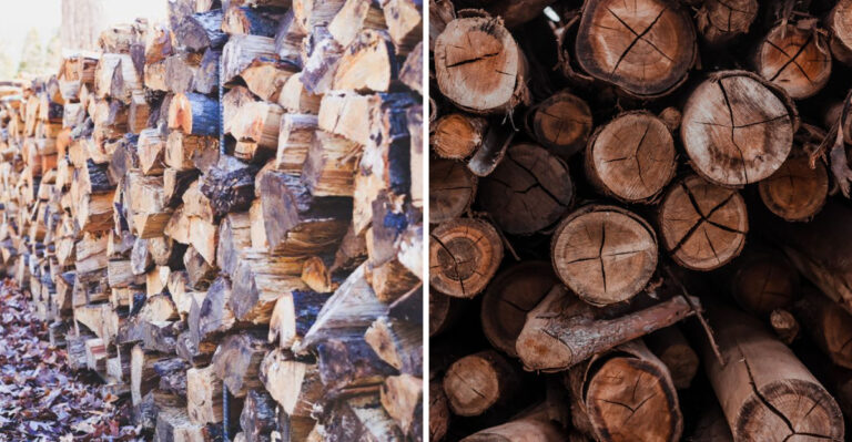 This Common Illinois Yard Feature Is Attracting Cockroaches