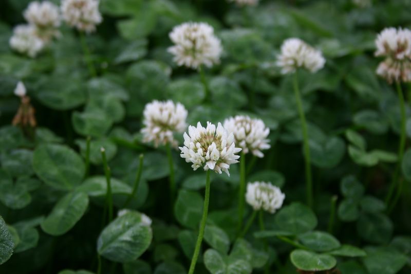 This Common Lawn Weed Adds Nitrogen While It Blooms This Common Lawn Weed Adds Nitrogen While It Blooms