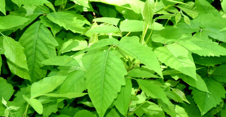 This Common Shrub Could Be A Bigger Threat Than You’d Expect In Your South Carolina Yard