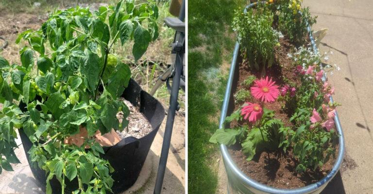 This Container Gardening Mistake May End More North Carolina Pots In August Than Any Disease Or Pest