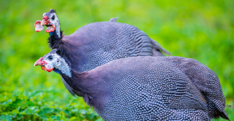 This Domesticated Bird Helps Virginia Yards Fight Off Ticks