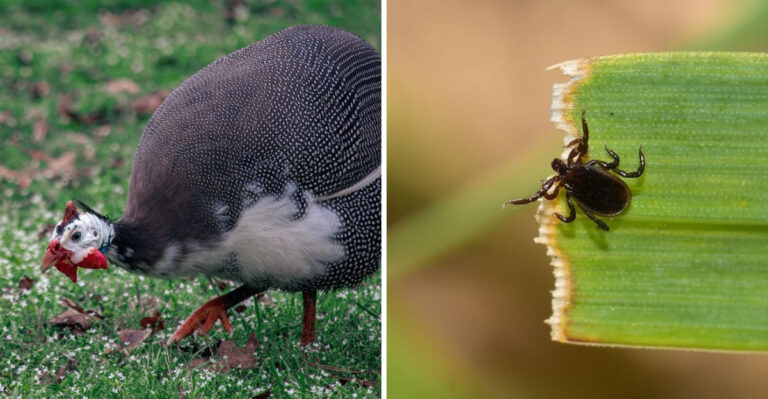 guinea fowl and tick