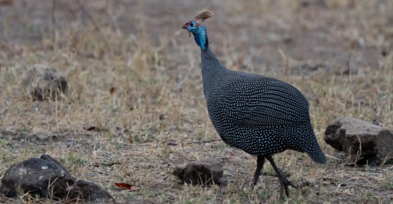 This Domesticated Tennessee Bird Can Help Keep Ticks Under Control