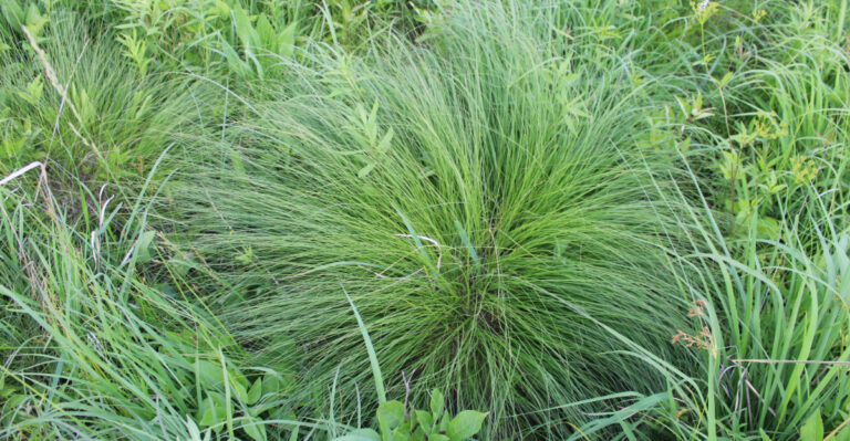 prairie dropseed