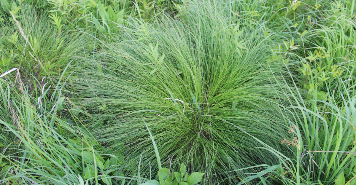 prairie dropseed