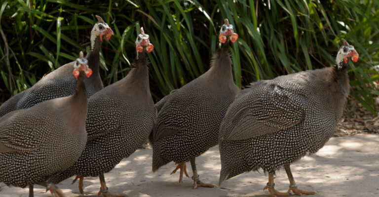 This Farm Bird Could Be Maryland’s Best Natural Tick Control