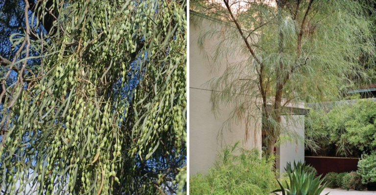 This Fast-Growing Tree Is Replacing Traditional Arizona Privacy Hedges