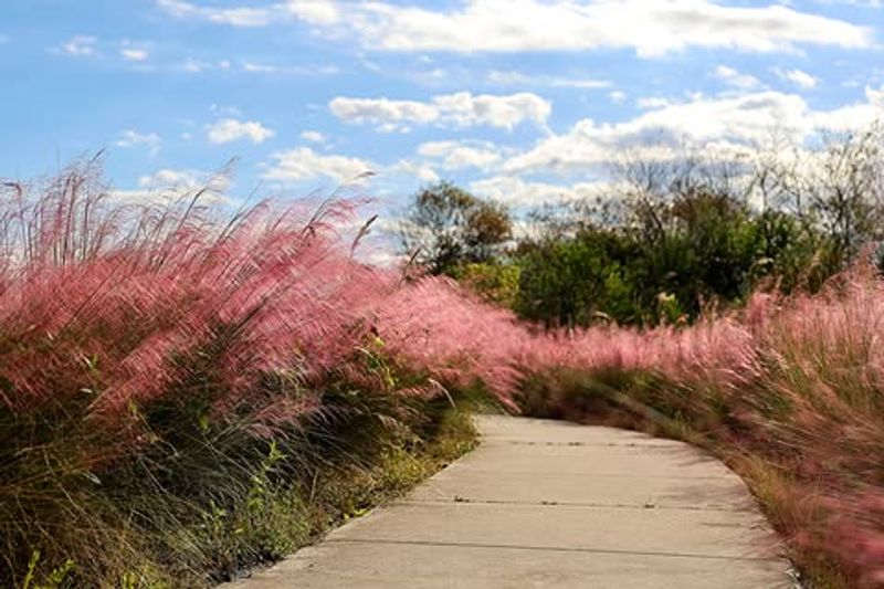 This Feathery Native Grass Keeps Landing On HOA Violation Notices