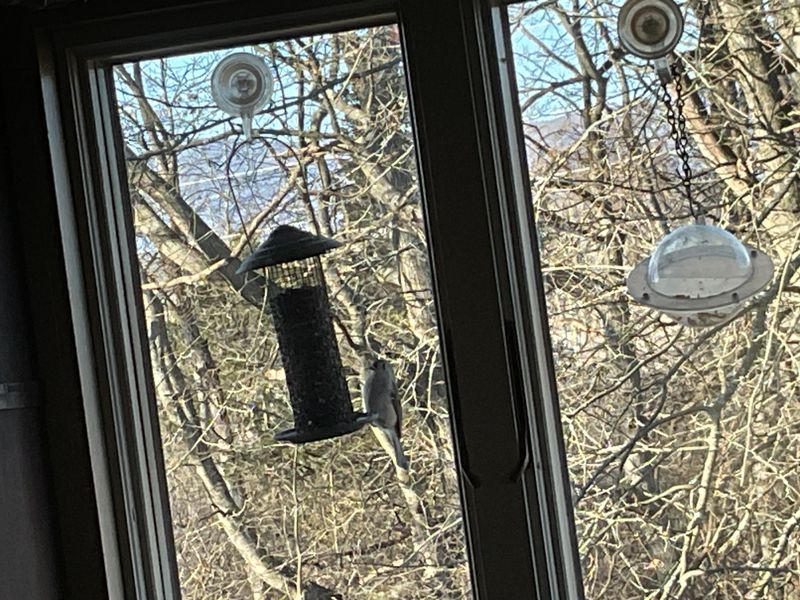 This Feeder Spot Can Put Birds At Risk This Feeder Spot Can Put Birds At Risk