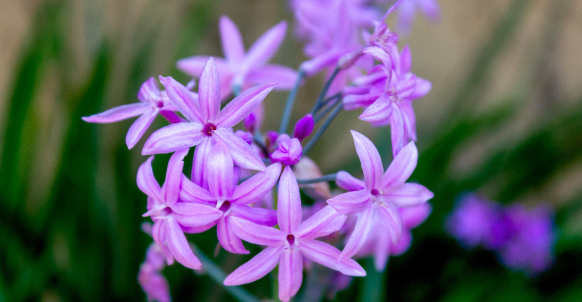 Image Credit: © InnaPoka / Shutterstock