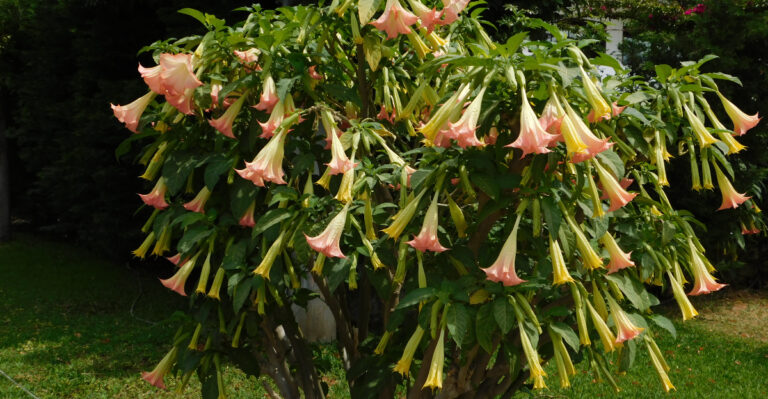 angel's trumpet
