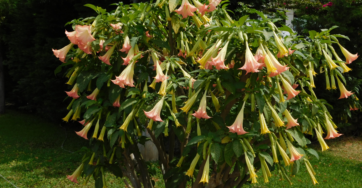 angel's trumpet
