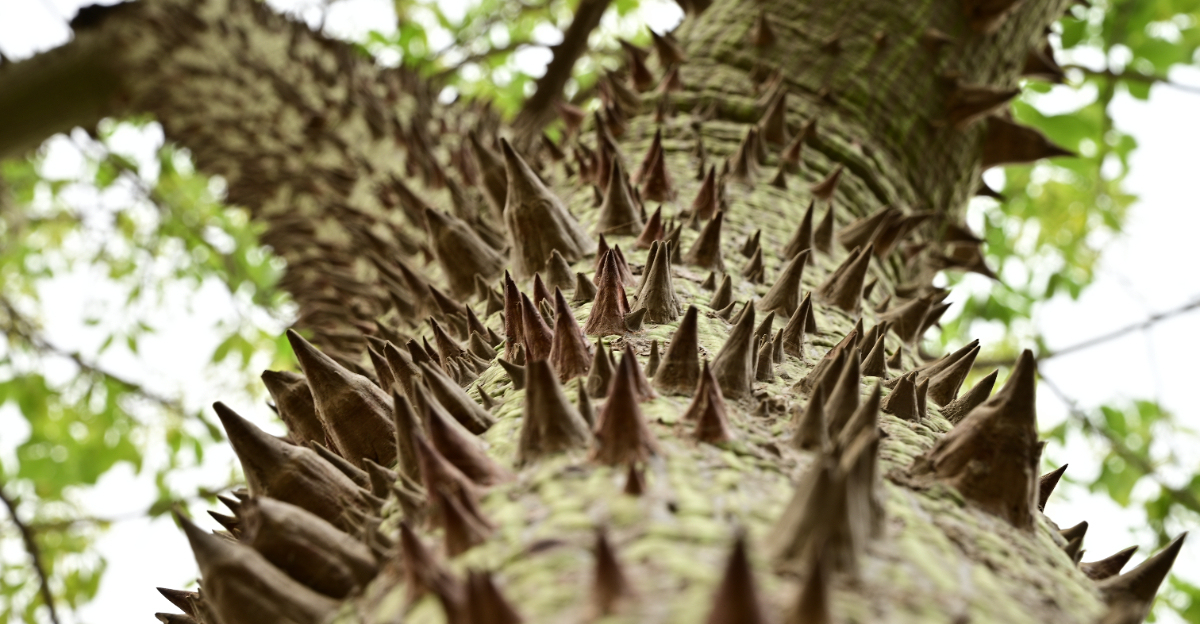 sandbox tree
