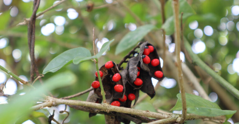 rosary pea