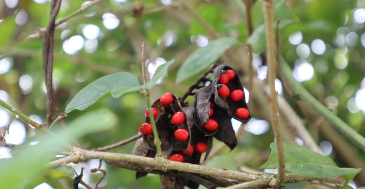 rosary pea