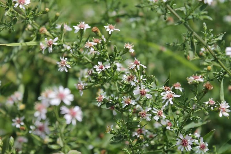 This Flower Feeds Pollinators Into Fall This Flower Feeds Pollinators Into Fall
