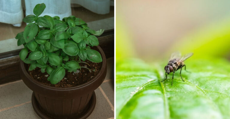 This Fly-Repelling Plant Belongs On Every Kentucky Porch