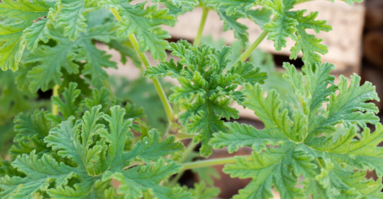 This Forgotten Indiana Plant Could Make Summer Evenings More Gnat-Resistant On Your Porch