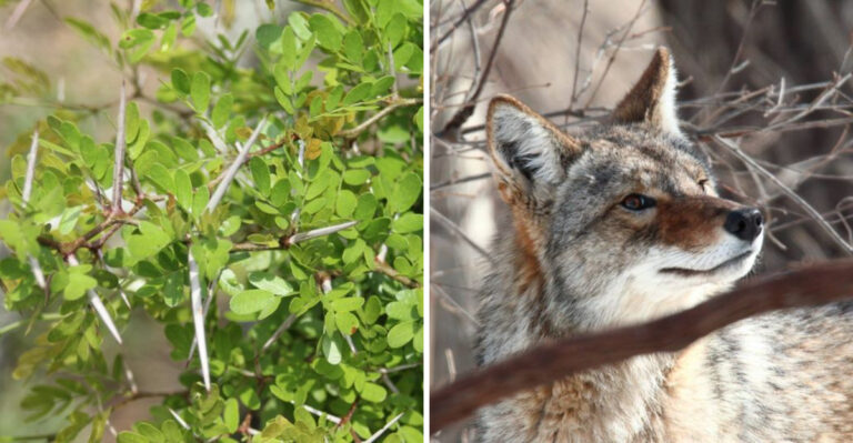 This Forgotten Texas Native Shrub Makes Backyard Borders Less Inviting To Coyotes