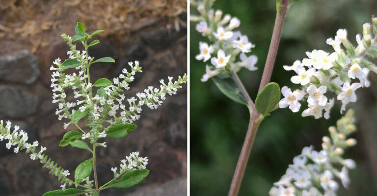 This Fragrant Arizona Shrub Is A Pollinator Magnet This Summer