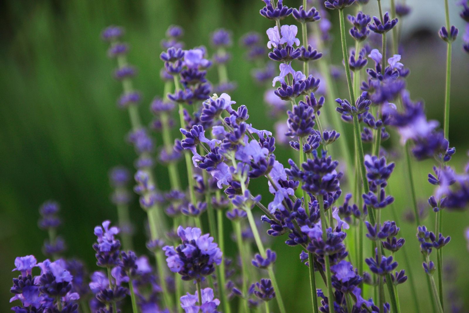 'Phenomenal' Lavender
