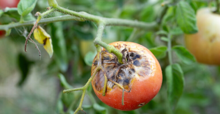 This Fungal Nightmare Is Targeting Pennsylvania Tomatoes At An Alarming Rate