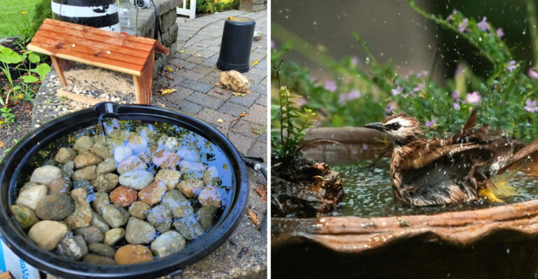This Georgia Birdbath Habit Helps Birds Without Inviting Mosquitoes