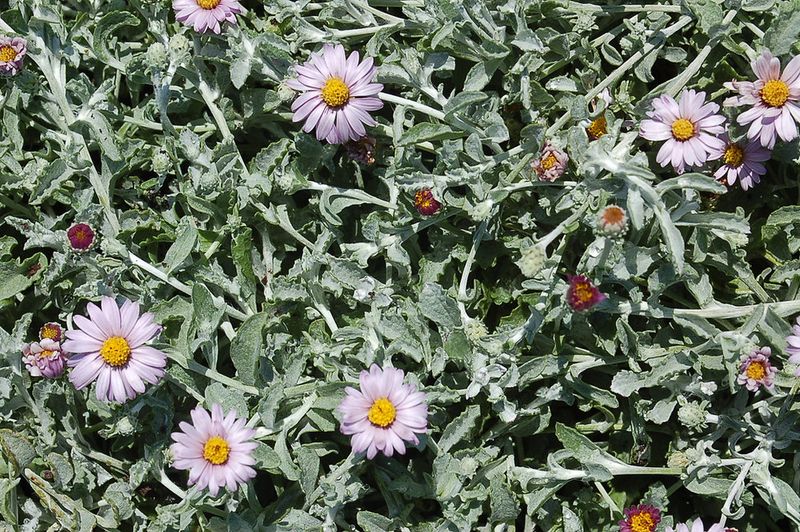 This Groundcover Softens Hot Ground This Groundcover Softens Hot Ground