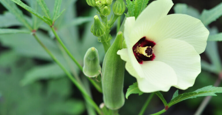 This Heat-Loving Vegetable Thrives When Everything Else Wilts In Maryland