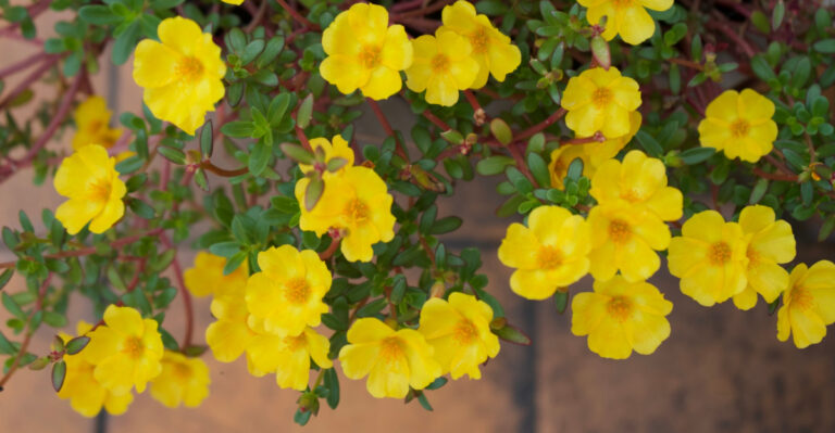 This Heat-Proof Plant Thrives On Alabama Porches All Summer Long